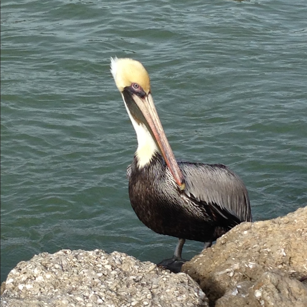 Meet your Posher, Susan